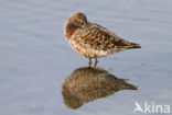 Krombekstrandloper (Calidris ferruginea)