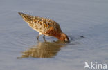 Krombekstrandloper (Calidris ferruginea)