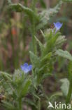 Kromhals (Anchusa arvensis)