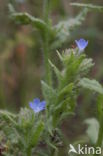 Kromhals (Anchusa arvensis)