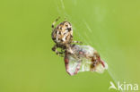 Kruisspin (Araneus diadematus)