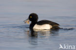 Tufted Duck (Aythya fuligula)