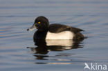 Tufted Duck (Aythya fuligula)