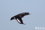 Tufted Duck (Aythya fuligula)