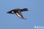 Tufted Duck (Aythya fuligula)