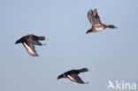 Tufted Duck (Aythya fuligula)