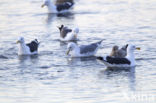 Slaty-backed Gull (Larus schistisagus)