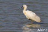 Lepelaar (Platalea leucorodia)