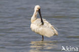 Lepelaar (Platalea leucorodia)