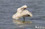 Eurasian Spoonbill (Platalea leucorodia)