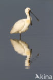 Lepelaar (Platalea leucorodia)