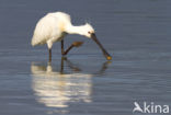 Eurasian Spoonbill (Platalea leucorodia)