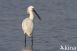 Lepelaar (Platalea leucorodia)