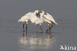 Eurasian Spoonbill (Platalea leucorodia)