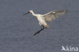 Lepelaar (Platalea leucorodia)