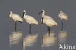 Lepelaar (Platalea leucorodia)