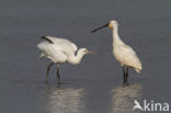 Lepelaar (Platalea leucorodia)