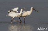 Eurasian Spoonbill (Platalea leucorodia)