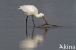 Eurasian Spoonbill (Platalea leucorodia)