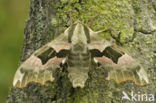 Lime Hawk-moth (Mimas tiliae)