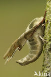 Lime Hawk-moth (Mimas tiliae)