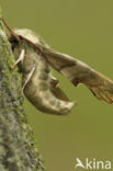 Lime Hawk-moth (Mimas tiliae)