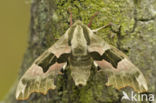 Lime Hawk-moth (Mimas tiliae)