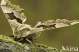 Lime Hawk-moth (Mimas tiliae)