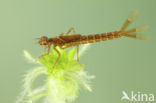 Irish Damselfly (Coenagrion lunulatum)