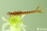 Irish Damselfly (Coenagrion lunulatum)