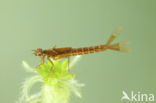 Irish Damselfly (Coenagrion lunulatum)