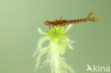 Irish Damselfly (Coenagrion lunulatum)