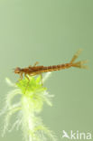 Irish Damselfly (Coenagrion lunulatum)