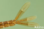 Irish Damselfly (Coenagrion lunulatum)