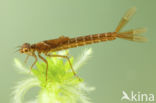 Irish Damselfly (Coenagrion lunulatum)