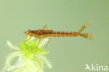 Irish Damselfly (Coenagrion lunulatum)