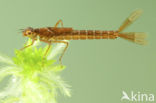 Maanwaterjuffer (Coenagrion lunulatum)