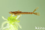 Irish Damselfly (Coenagrion lunulatum)