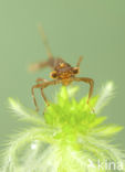 Irish Damselfly (Coenagrion lunulatum)