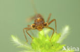 Irish Damselfly (Coenagrion lunulatum)