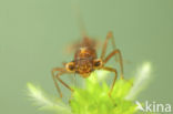 Irish Damselfly (Coenagrion lunulatum)