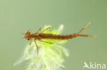 Irish Damselfly (Coenagrion lunulatum)