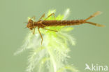 Irish Damselfly (Coenagrion lunulatum)