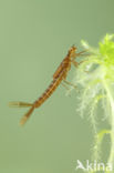 Irish Damselfly (Coenagrion lunulatum)