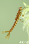 Irish Damselfly (Coenagrion lunulatum)