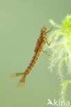 Irish Damselfly (Coenagrion lunulatum)