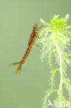 Irish Damselfly (Coenagrion lunulatum)