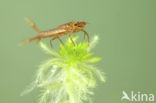 Irish Damselfly (Coenagrion lunulatum)