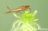 Irish Damselfly (Coenagrion lunulatum)