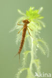 Maanwaterjuffer (Coenagrion lunulatum)